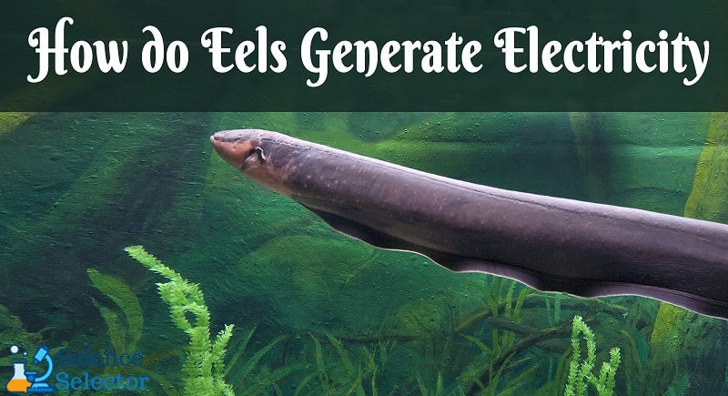 how do electric eels generate electrical current