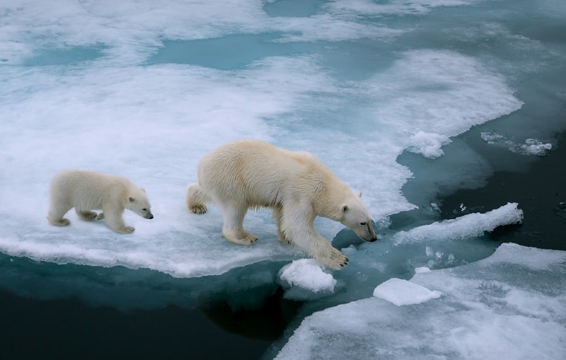 Ways Global Warming Is Harming Arctic Animals Right Now