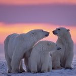 Amazing Polar Bear Facts